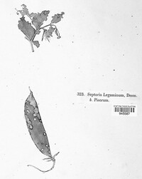 Ascochyta pisi image